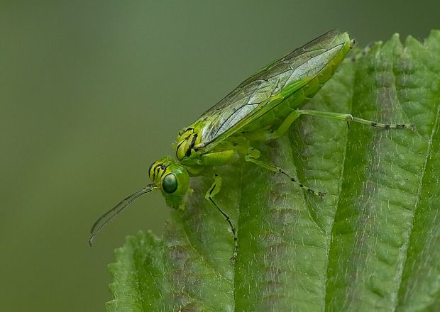 . Rhogogaster punctulata