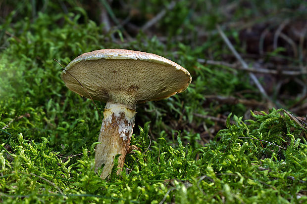 hríbovec dutohlúbikový Suillus cavipes (Opat.) A.H. Sm. & Thiers