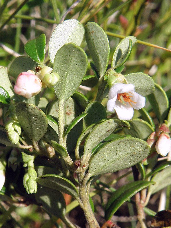 brusnica pravá / brusnice brusinka Vaccinium vitis-idaea L.