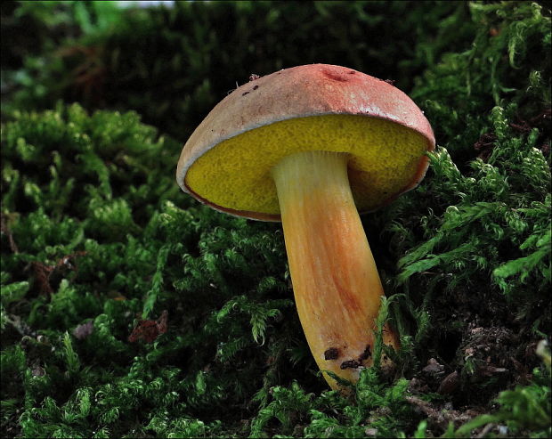 zlatohríb úhľadný Aureoboletus gentilis (Quél.) Pouzar