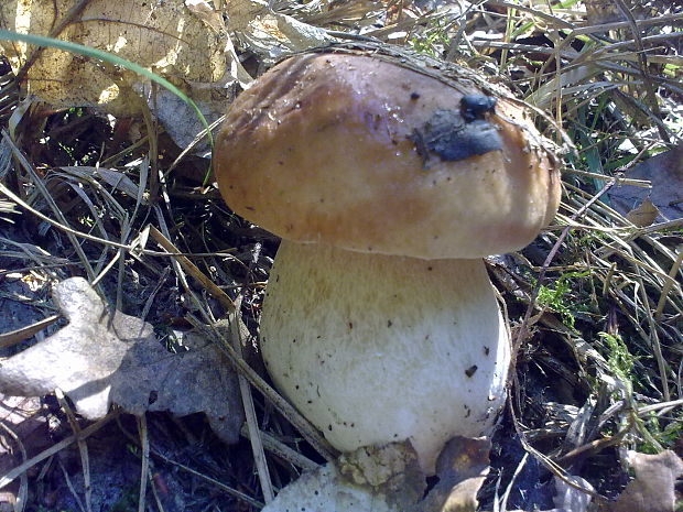 hríb smrekový Boletus edulis Bull.