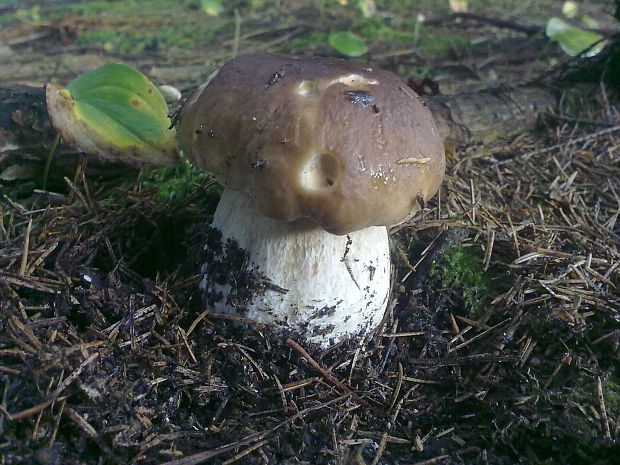 hríb smrekový Boletus edulis Bull.