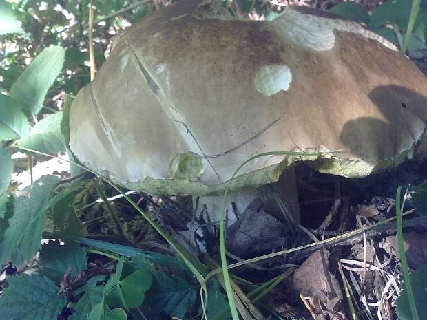 hríb smrekový Boletus edulis Bull.