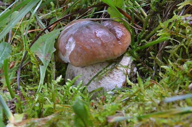 hríb smrekový Boletus edulis Bull.