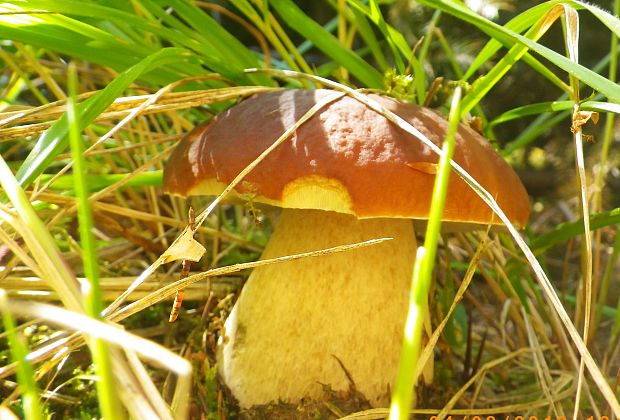 hríb smrekový Boletus edulis Bull.