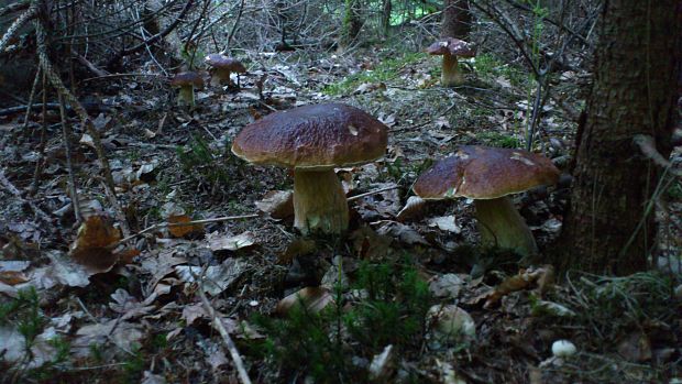 hríb smrekový Boletus edulis Bull.