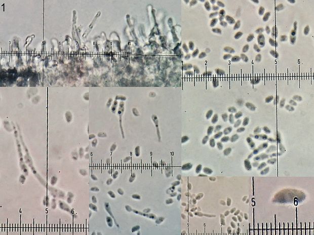 peniazovka štetinkatá Collybia cirrhata (Schumach.) Quél.