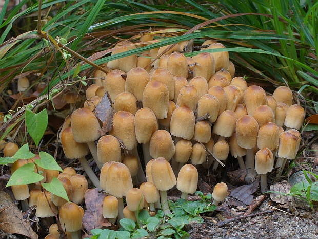 hnojník Coprinus sp.