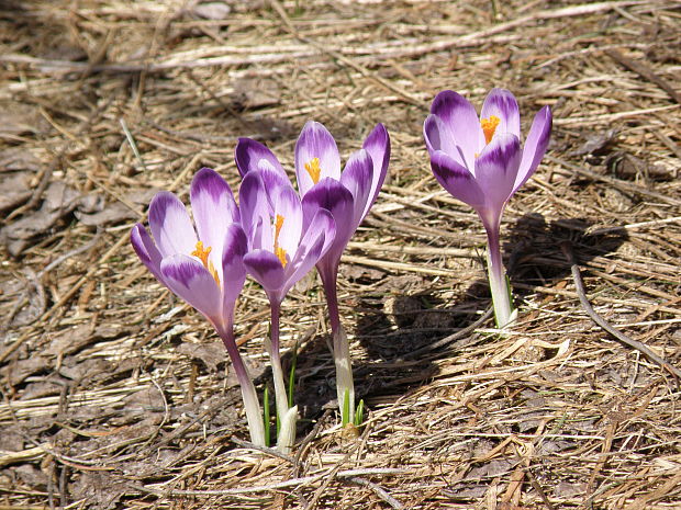 šafran karpatský / šafrán karpatský  Crocus heuffelianus Herb.