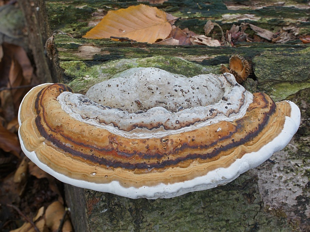 práchnovček pásikavý Fomitopsis pinicola (Sw.) P. Karst.