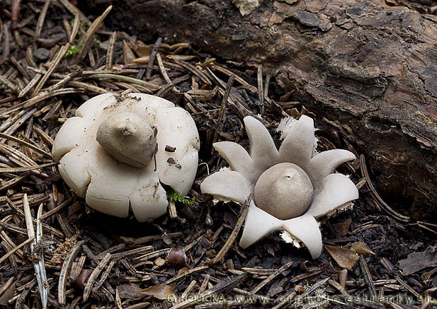 hviezdovka strapkatá Geastrum fimbriatum Fr.