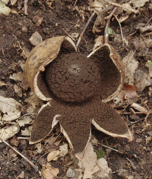 hviezdovka vlasatá Geastrum melanocephalum (Czern.) V.J. Staněk