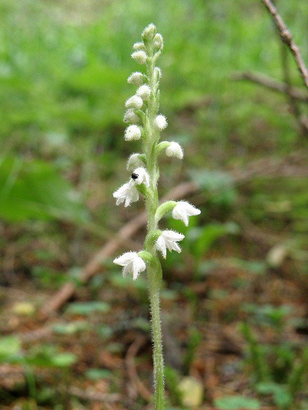 smrečinovec plazivý / smrkovník plazivý Goodyera repens (L.) R. Br.