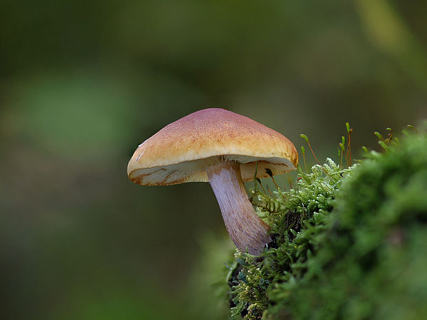 šupinovec nevoňavý Gymnopilus penetrans (Fr.) Murrill