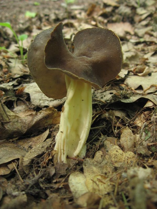 chriapač tmavý Helvella solitaria P. Karst.