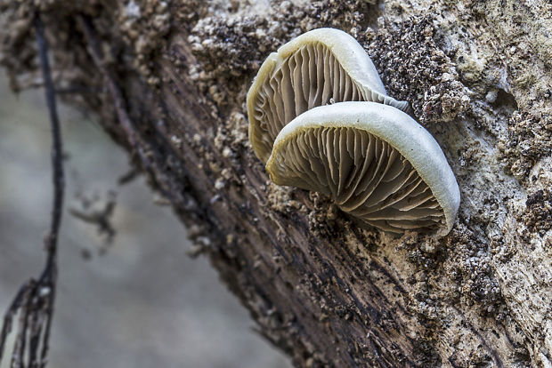 lastúrka Hohenbuehelia sp.