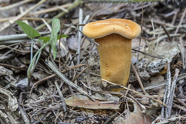 líška oranžová Hygrophoropsis aurantiaca (Wulfen) Maire