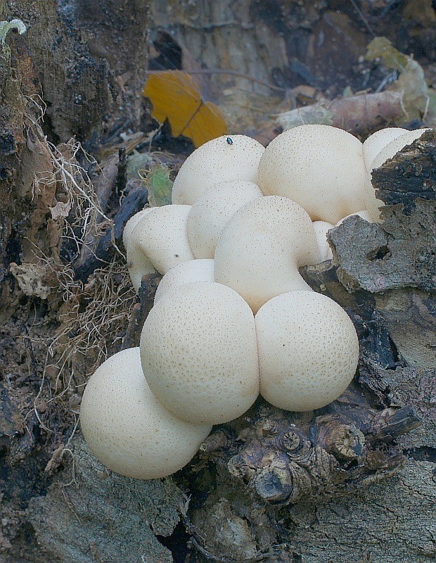 prášnica hruškovitá Lycoperdon pyriforme Schaeff.