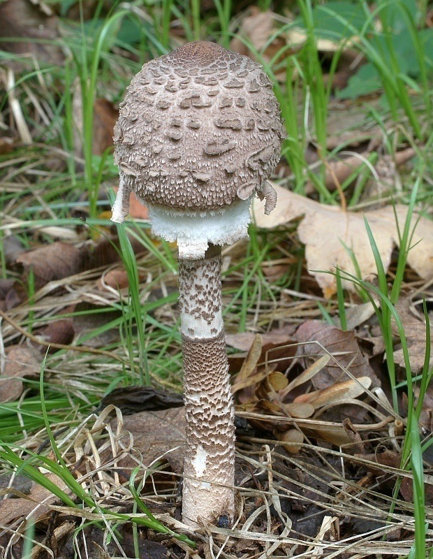 bedľa vysoká  Macrolepiota procera var. pseudo-olivascens  Bellù & Lanzoni