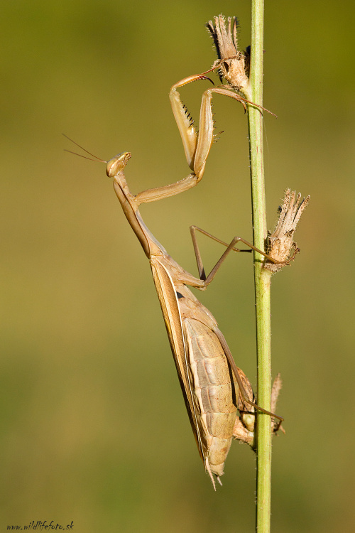 modlivka zelená Mantis religiosa