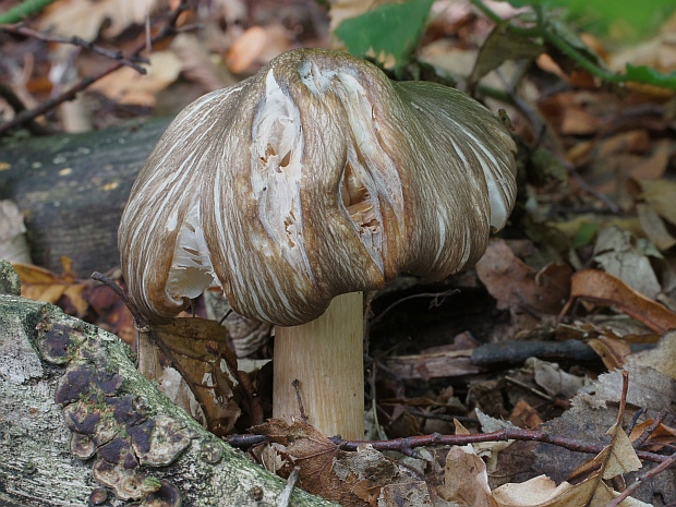 povraznica širokolupeňová Megacollybia platyphylla (Pers.) Kotl. & Pouzar