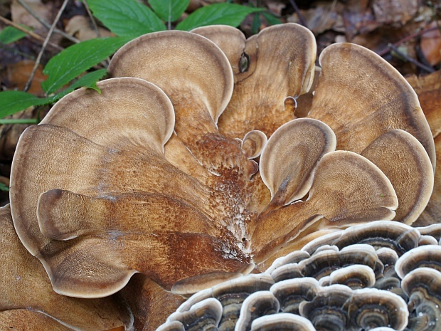 vejárovec obrovský Meripilus giganteus (Pers.) P. Karst.