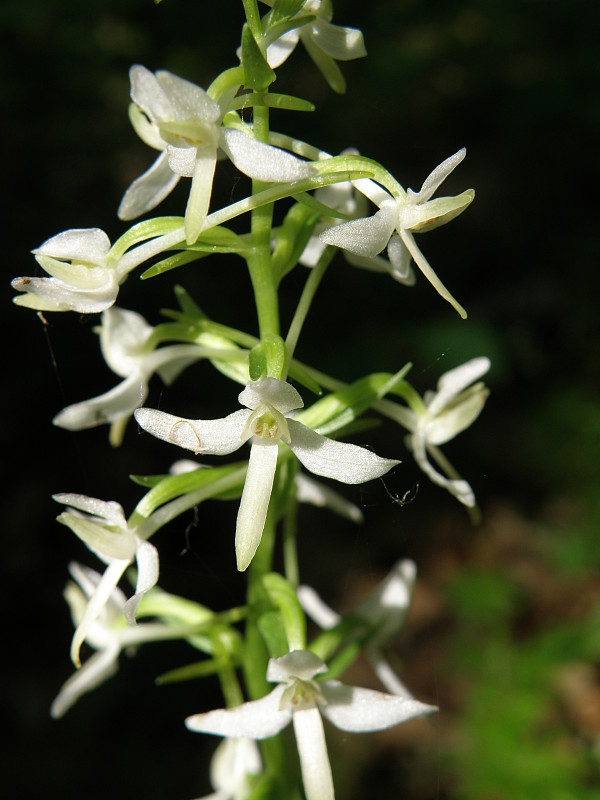 vemenník dvojlistý / vemeník dvoulistý Platanthera bifolia (L.) Rich.