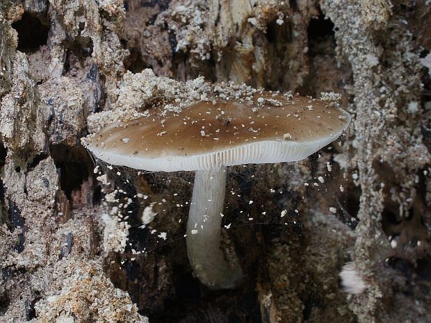 štítovka jelenia Pluteus cervinus (Schaeff.) P. Kumm.