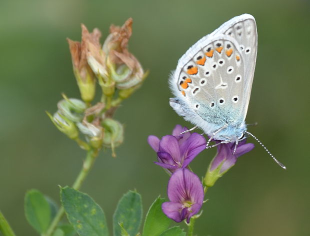 modráčik obyčajný Polyommatus icarus