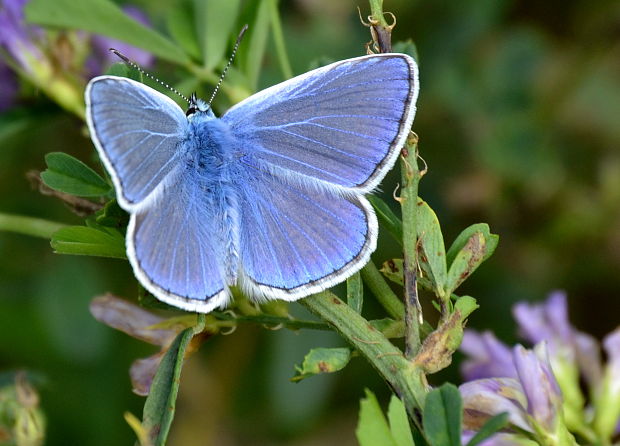 modráčik obyčajný  Polyommatus icarus