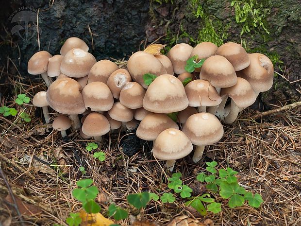 drobuľka vodomilná Psathyrella piluliformis (Bull.) P.D. Orton