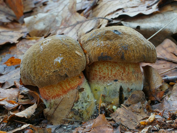 hríb zrnitohlúbikový Sutorius luridiformis (Rostk.) G. Wu & Zhu L. Yang