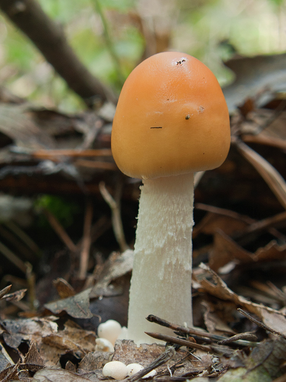 muchotrávka oranžová Amanita crocea (Quél.) Singer