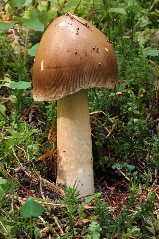 muchotrávka plavohnedá Amanita fulva Fr.