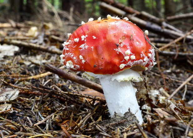 muchotrávka červená Amanita muscaria (L.) Lam.