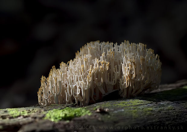 korunovec svietnikovitý Artomyces pyxidatus (Pers.) Jülich