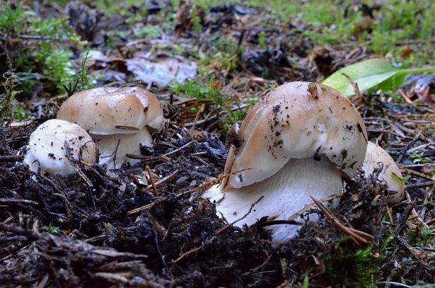 hríb smrekový Boletus edulis Bull.