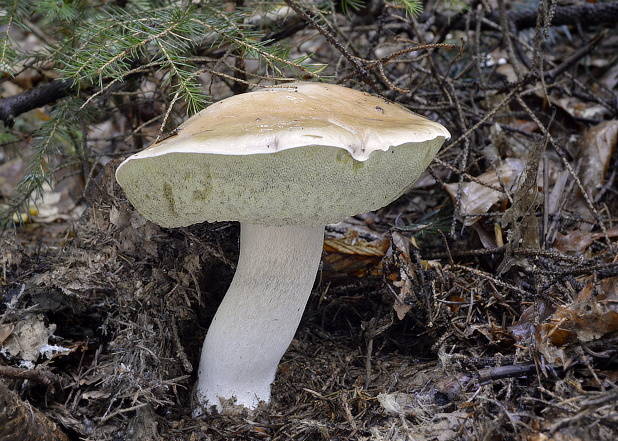 hríb smrekový Boletus edulis Bull.