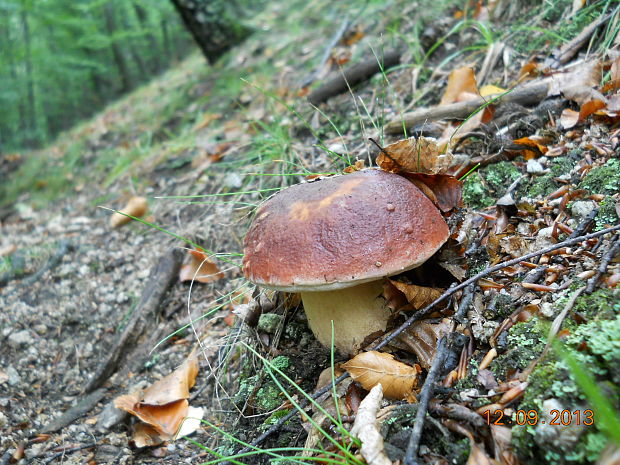 hríb sosnový Boletus pinophilus Pil. et Dermek in Pil.