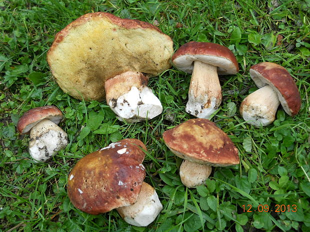 hríb sosnový Boletus pinophilus Pil. et Dermek in Pil.