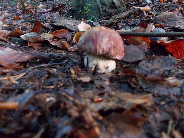 hríb sosnový Boletus pinophilus Pil. et Dermek in Pil.