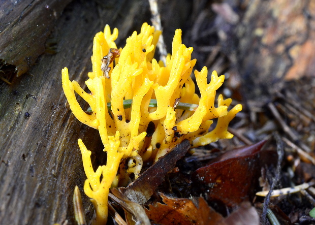 parôžkovec lepkavý Calocera viscosa (Pers.) Fr.