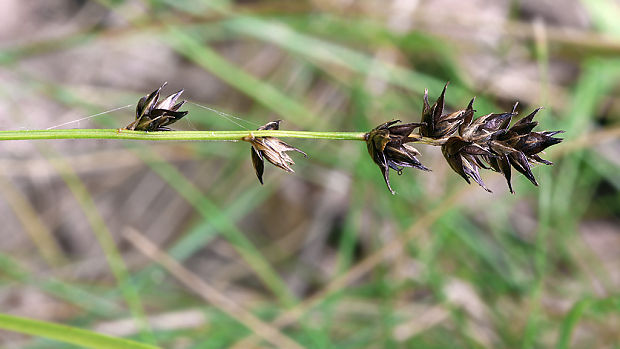 ostrica leersova Carex guestphalica  (Boenn. ex Rchb.) Boenn. ex O. Lang