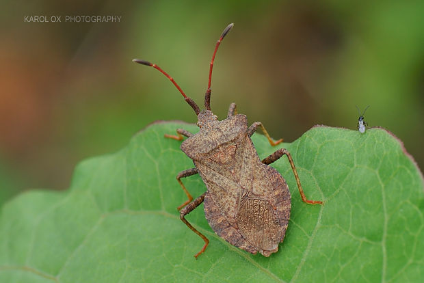 obrubnica štiavová Coreus marginatus