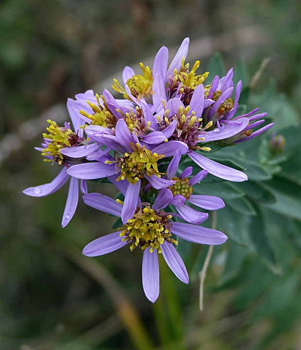 hviezdovec bodkovaný Galatella punctata (Waldst. et Kit.) Nees