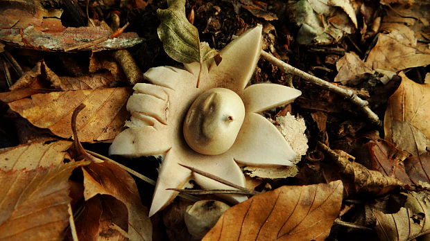 hviezdovka strapkatá/hvězdovka brvitá Geastrum fimbriatum Fr.