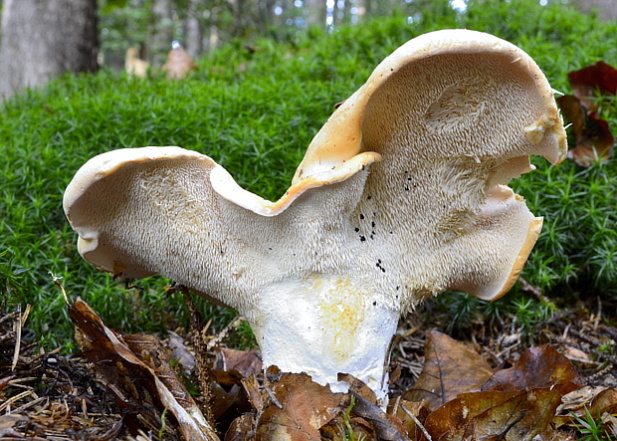 jelenka poprehýbaná Hydnum repandum L.