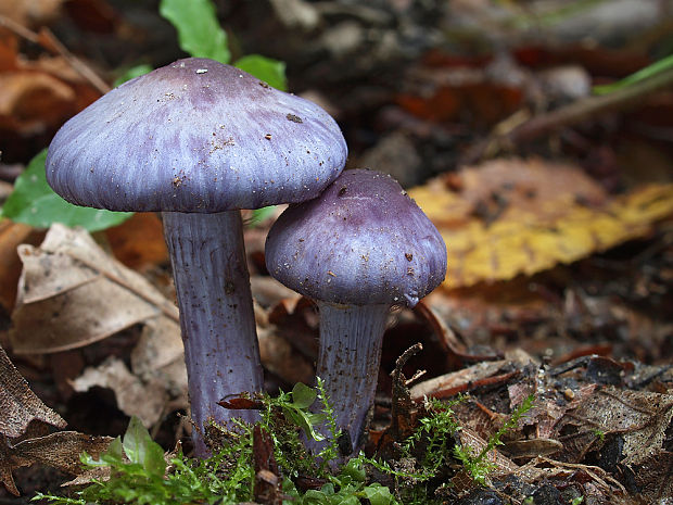 vláknica hlinovolupeňová Inocybe geophylla (Bull.) P. Kumm.