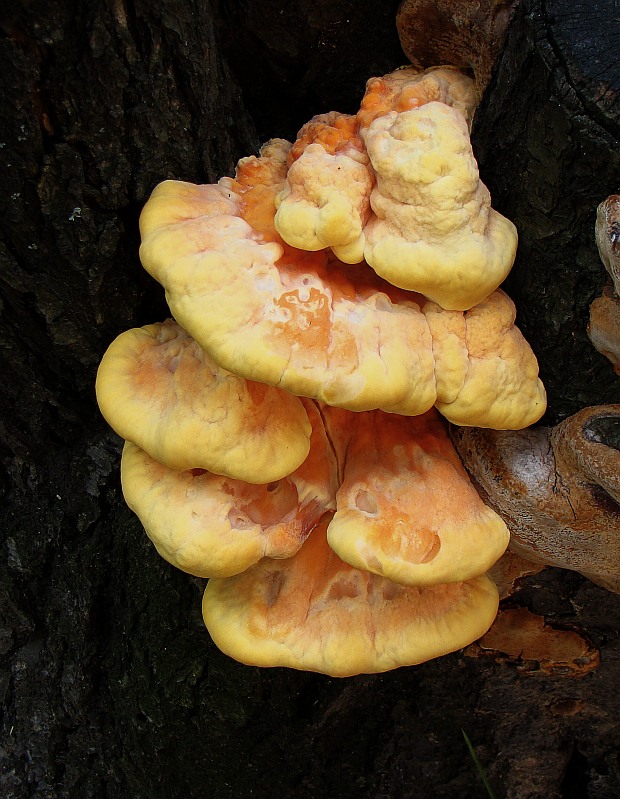 sírovec obyčajný Laetiporus sulphureus (Bull.) Murrill