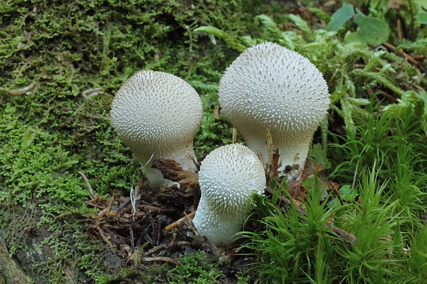 prášnica bradavičnatá Lycoperdon perlatum Pers.